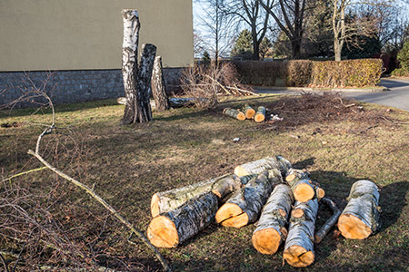abattage et démontage d'arbres sur Rennes